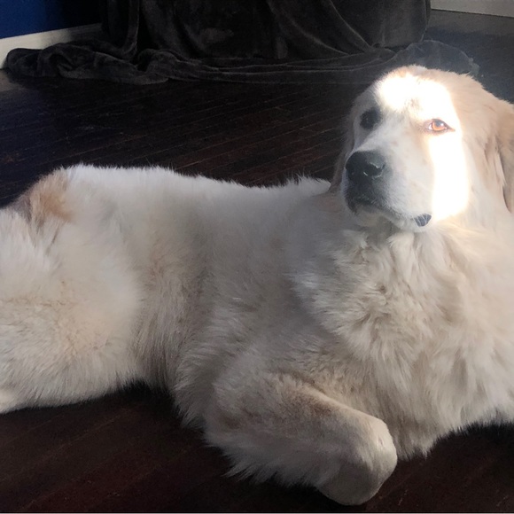 Meet your Posher, Melissa - Picture 3 of 3